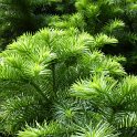 Cunninghamia lanceolata feuille